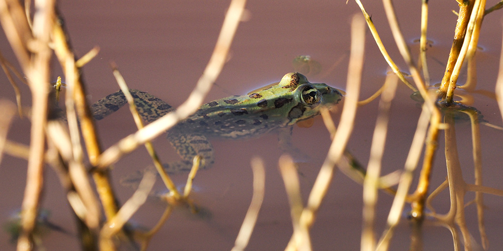 frog